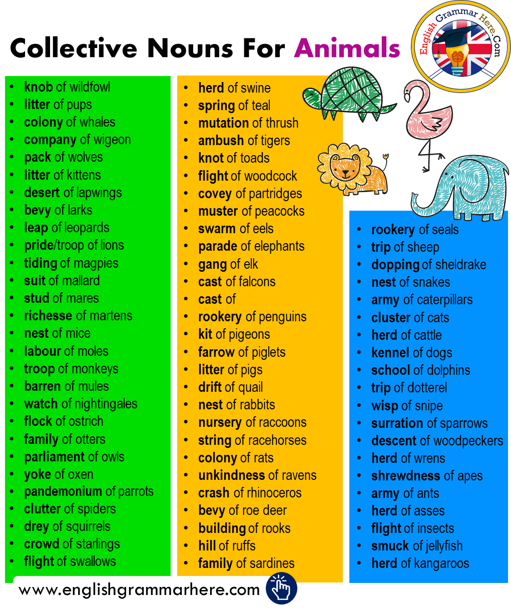 Collective Nouns For Animals In English English Grammar Here