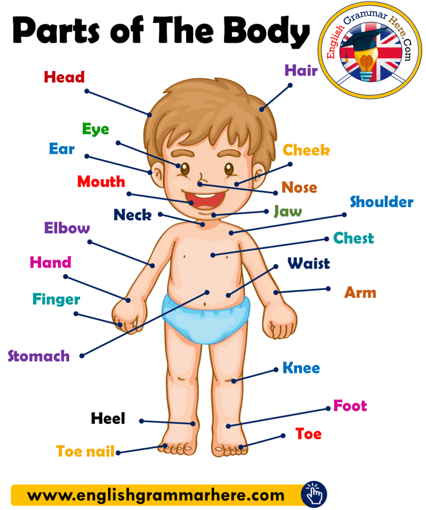 Parts of The Body in English, Parts of Human Body - English Grammar Here