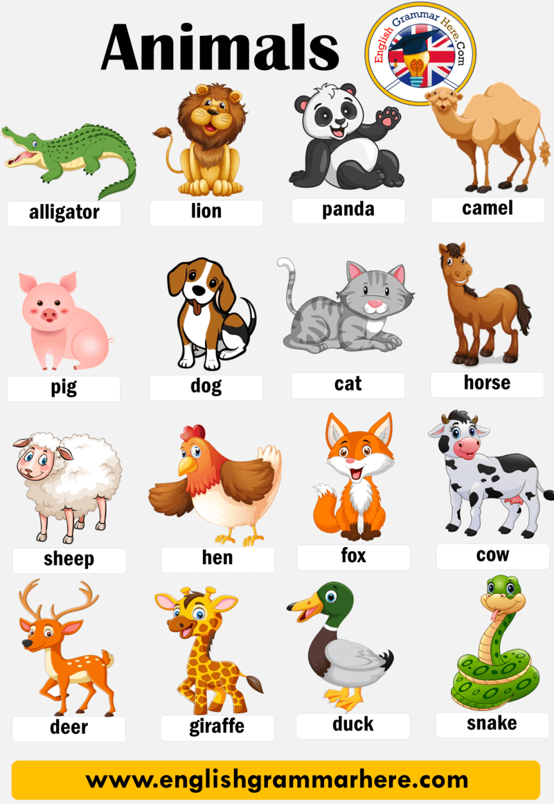 50 animals name, Detailed Animals Names List - English Grammar Here