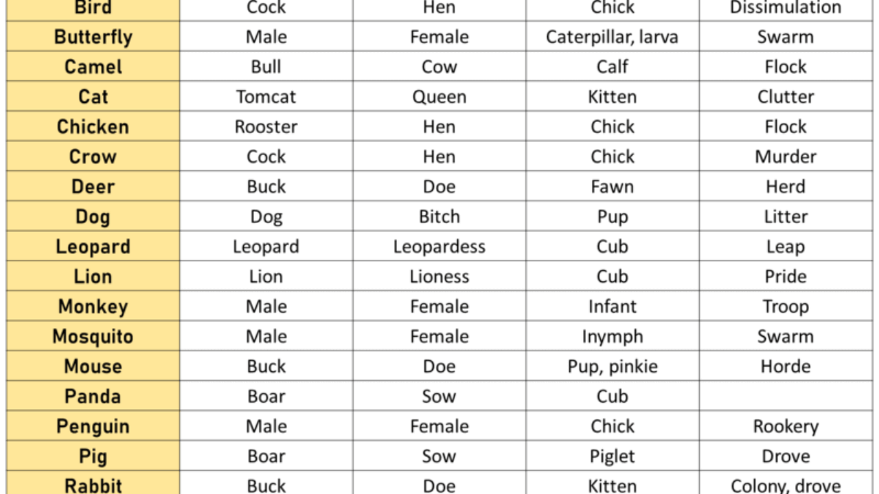 Animals Names, Animals and Their Young Ones - English Grammar Here