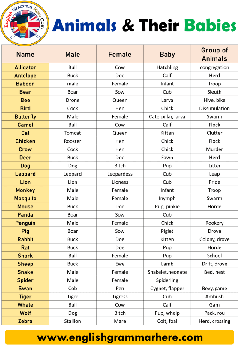 Names of Males, Females, Babies, and Groups of Animals, Gender of Animals