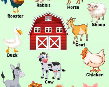 10 domestic animals name, Pictures and Definition - English Grammar Here