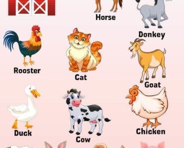 Farm Animals Names, Definition and Examples