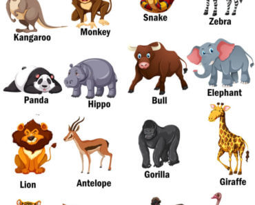 Wild Animals List, Definition and Examples