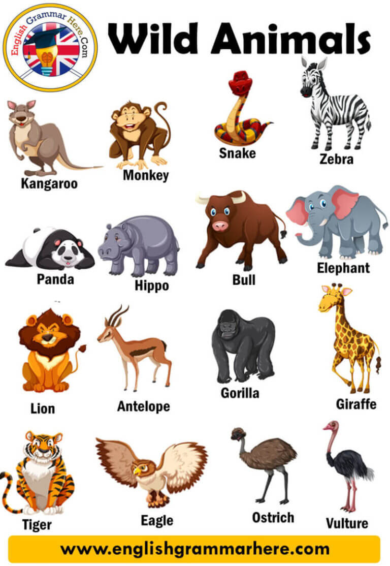 20-wild-animals-name-pictures-and-definition-english-grammar-here