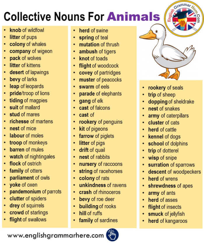 Collective Noun For Ducks - English Grammar Here