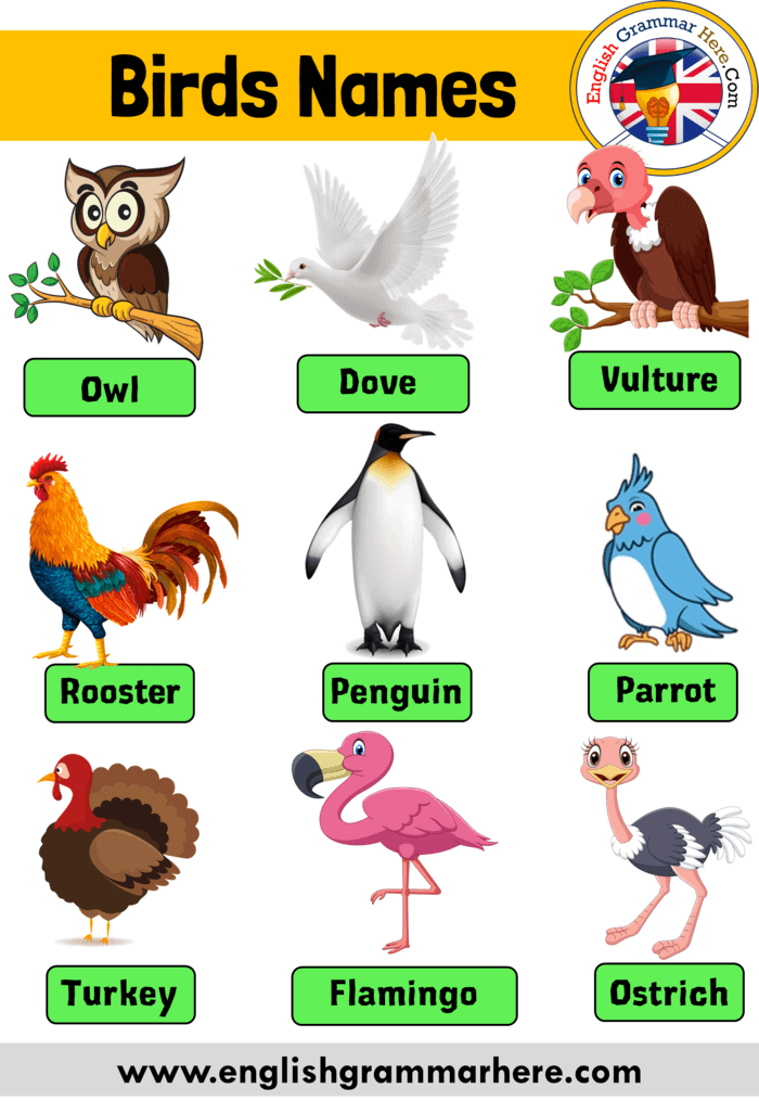 Birds Name with Pictures and Details, Definition and Example Sentences -  English Grammar Here