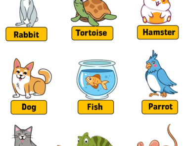 10 pet animals name, Pictures and Definition - English Grammar Here