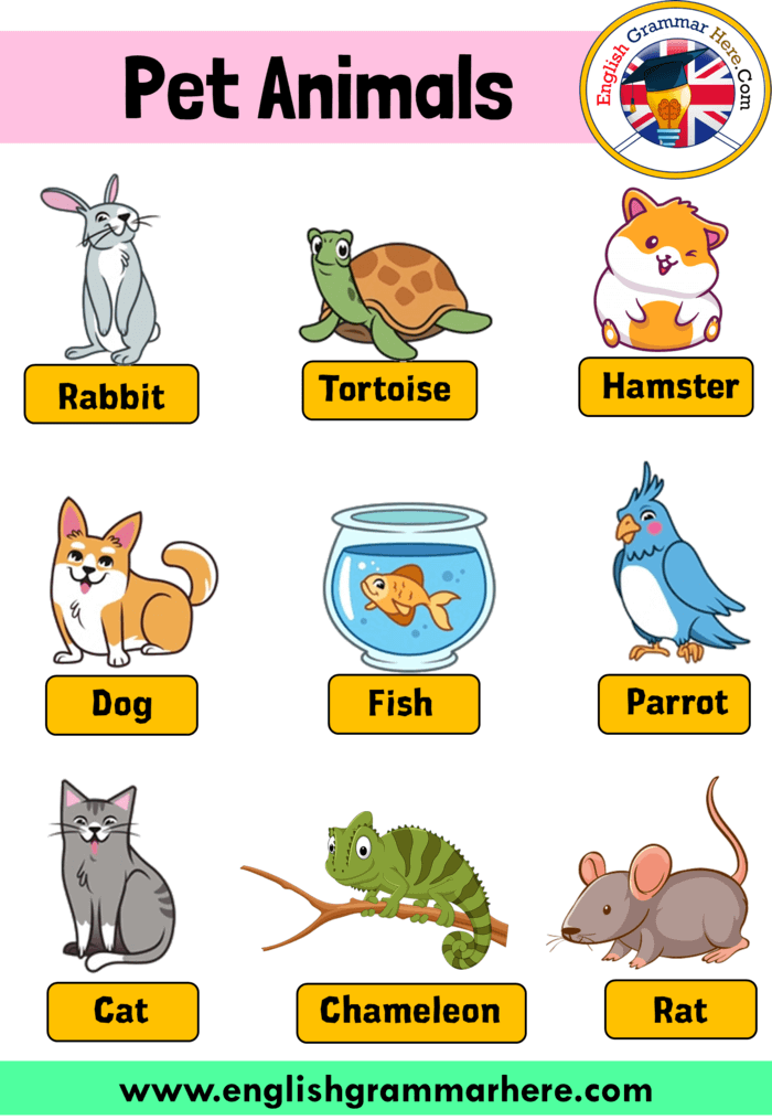 20 pet animals name, Pictures and Definition