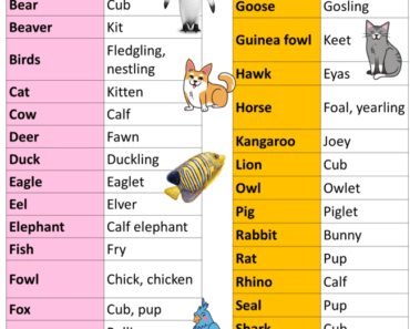 40 animals name, Detailed Animals Names List - English Grammar Here