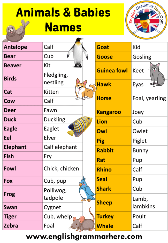 Animals Babies Names, Animals and Their Young Ones, Definition and