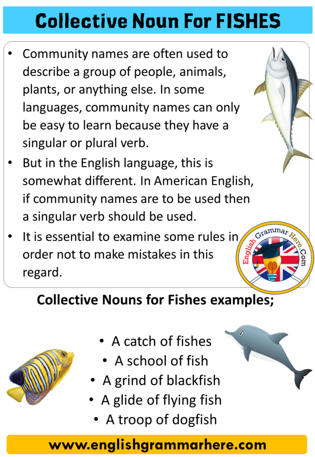 Collective Noun For Fishes, Collective Nouns For Sea Animals List in  English - English Grammar Here