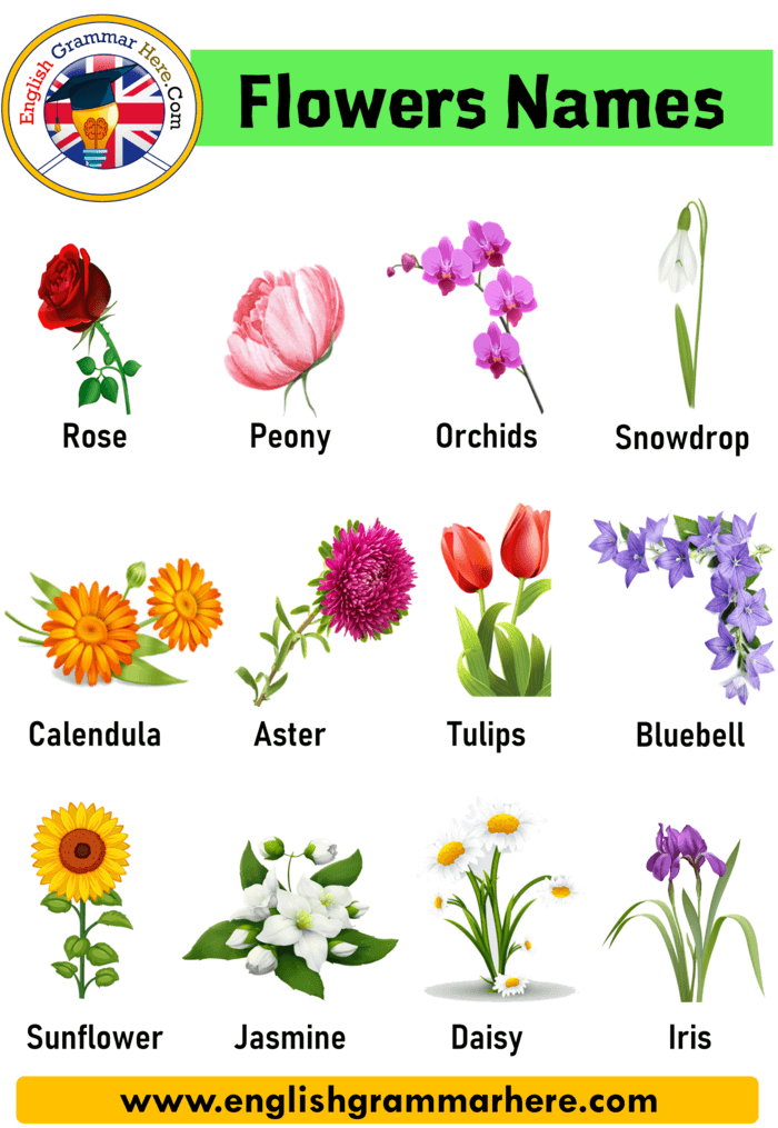 20 Flowers Name in English, Definition and Examples with Pictures ...