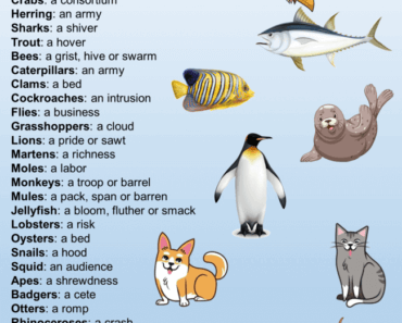 Animals Names Group List Archives - English Grammar Here