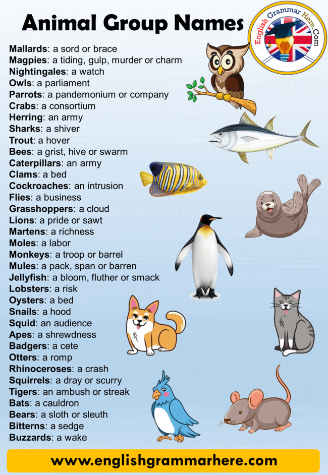 Names for Groups of Animals, Definition and 90 Animals Names Group List -  English Grammar Here