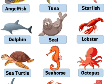 7 water animals name with pictures, Definition and Examples - English  Grammar Here