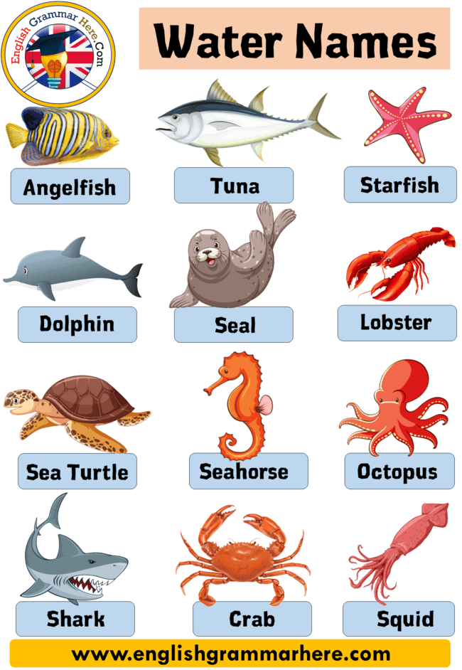 7 water animals name with pictures, Definition and Examples - English