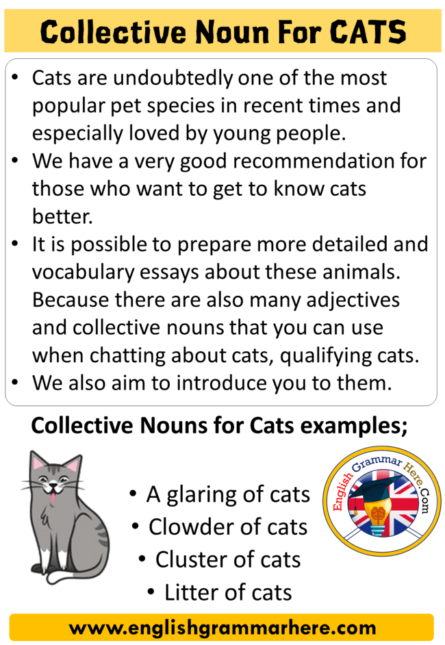 Collective Noun For Cats, Collective Nouns List in English - English  Grammar Here
