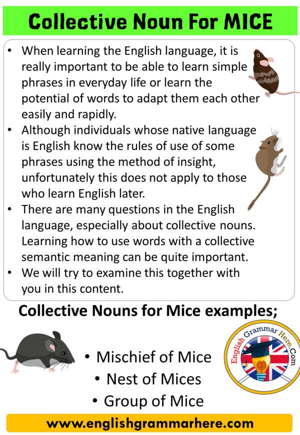 Collective Noun For Mice, Collective Nouns List in English