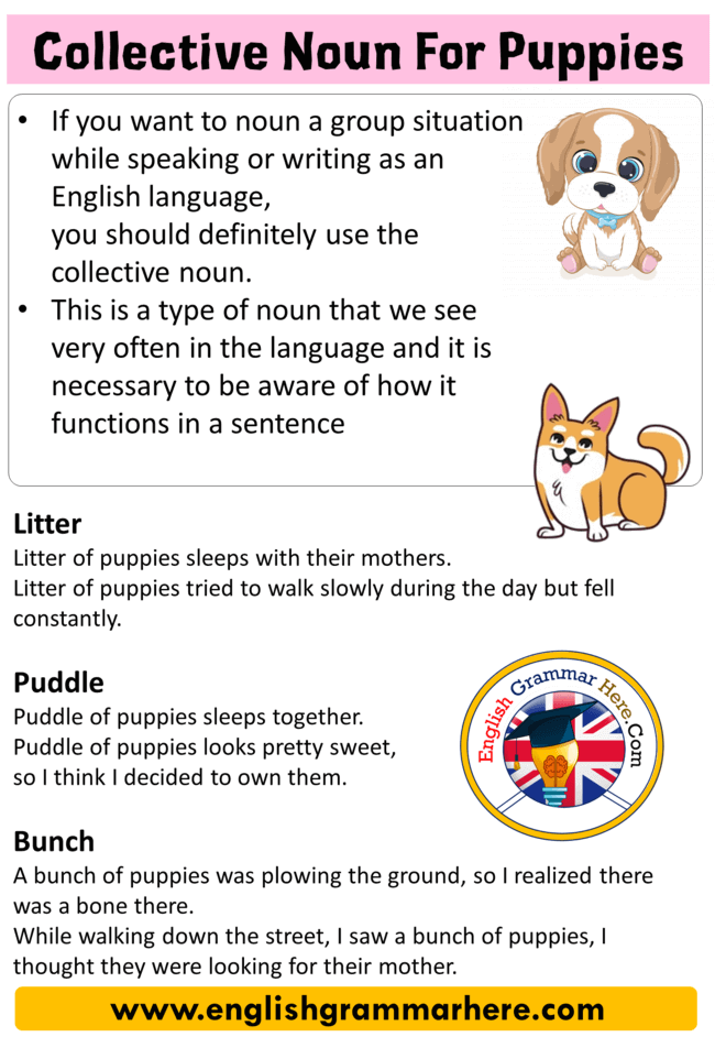 Collective Noun For Puppies, Collective Nouns List Puppy, Puppies in  English - English Grammar Here