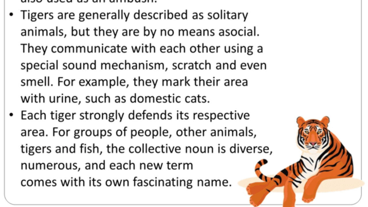 Collective Noun For Tigers, Collective Nouns List in English - English  Grammar Here
