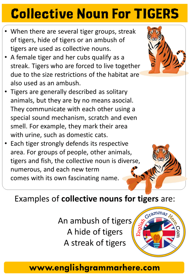 Collective Noun For Tigers, Collective Nouns List in English - English  Grammar Here