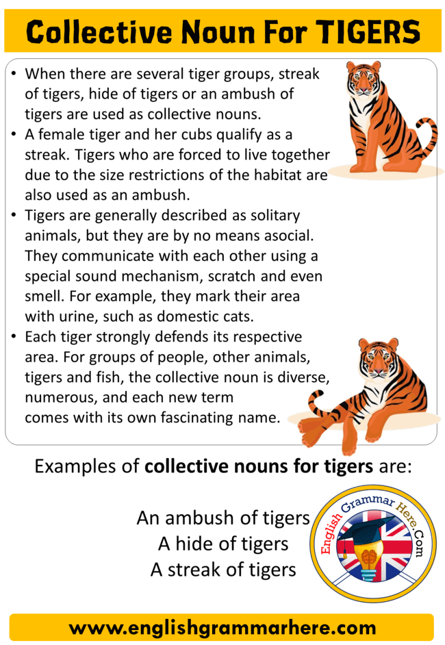 Collective Noun For Tigers, Collective Nouns List in English - English ...