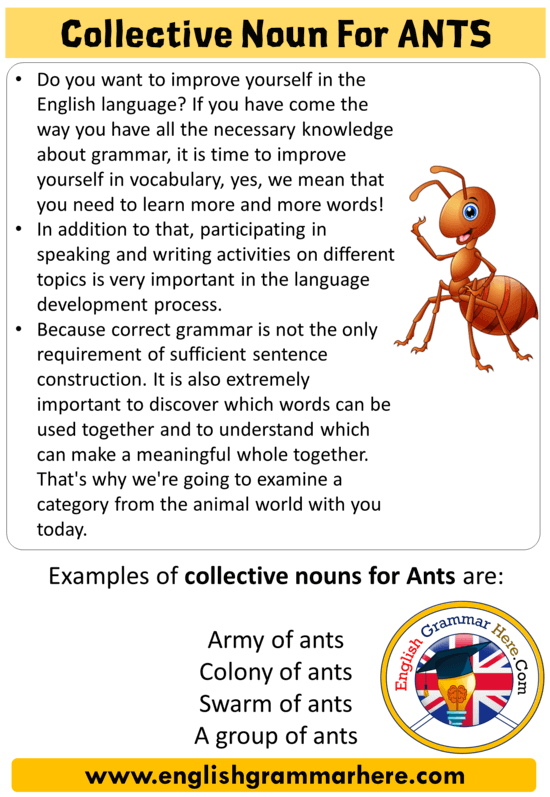 Collective Noun For Ants, Collective Nouns List Ants - English Grammar Here