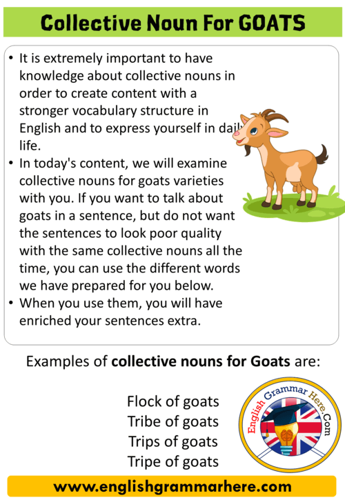 Collective Noun For Goats Collective Nouns List In English English Grammar Here