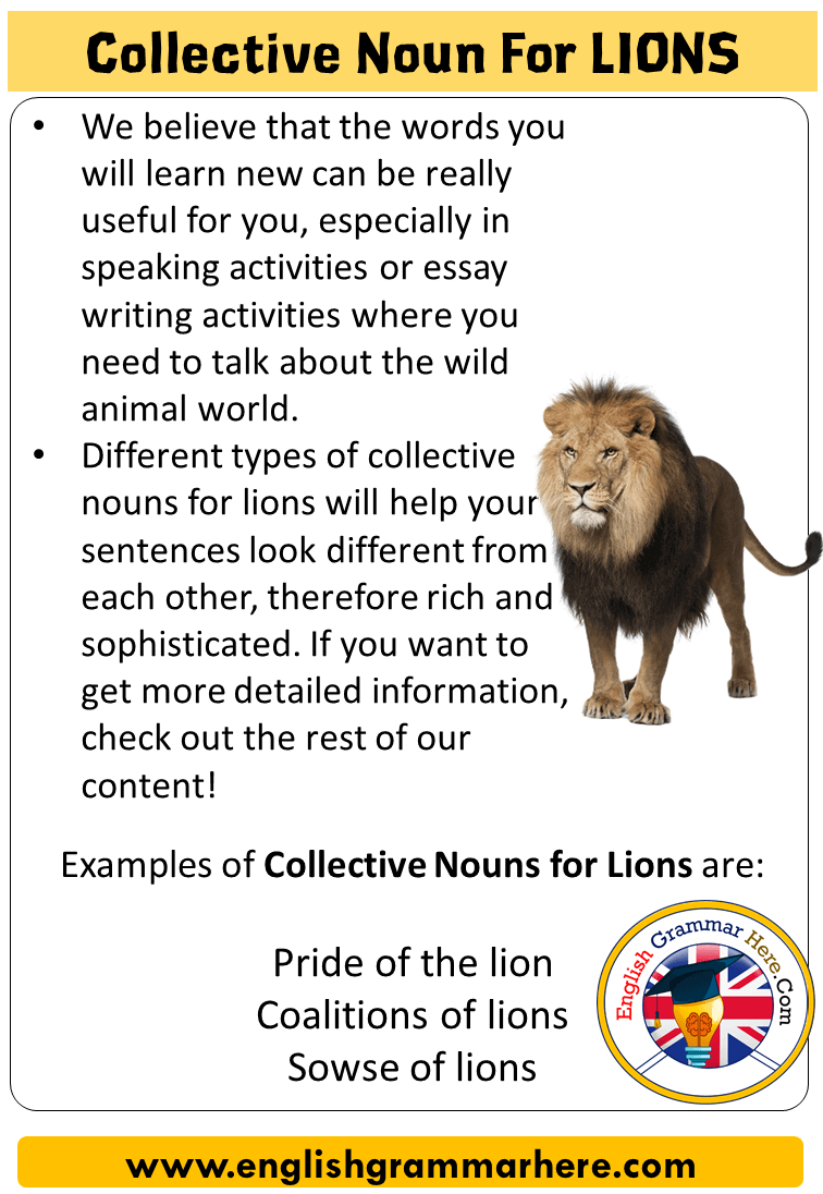 Collective Noun For Lions, Collective Nouns List Lions - English ...