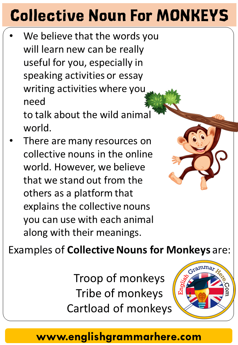 Collective Noun For Monkeys, Collective Nouns List Monkeys