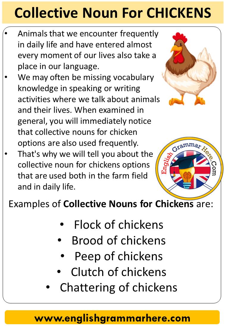 Collective Noun For Chickens, Collective Nouns List Chickens ...