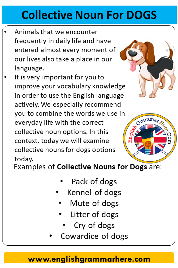Collective Noun For Dogs, Collective Nouns List Dogs - English Grammar Here