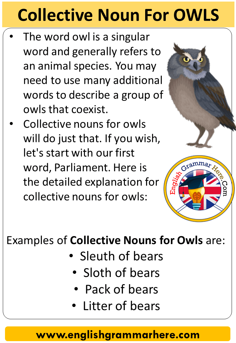 Collective Noun For Owls, Collective Nouns List Owls - English Grammar Here