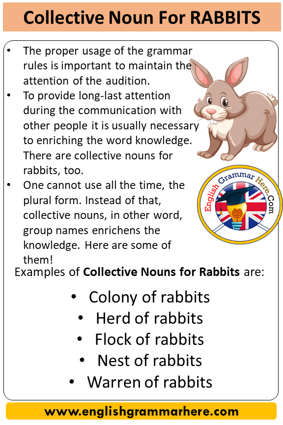Collective Noun For Rabbits, Collective Nouns List Rabbits - English  Grammar Here