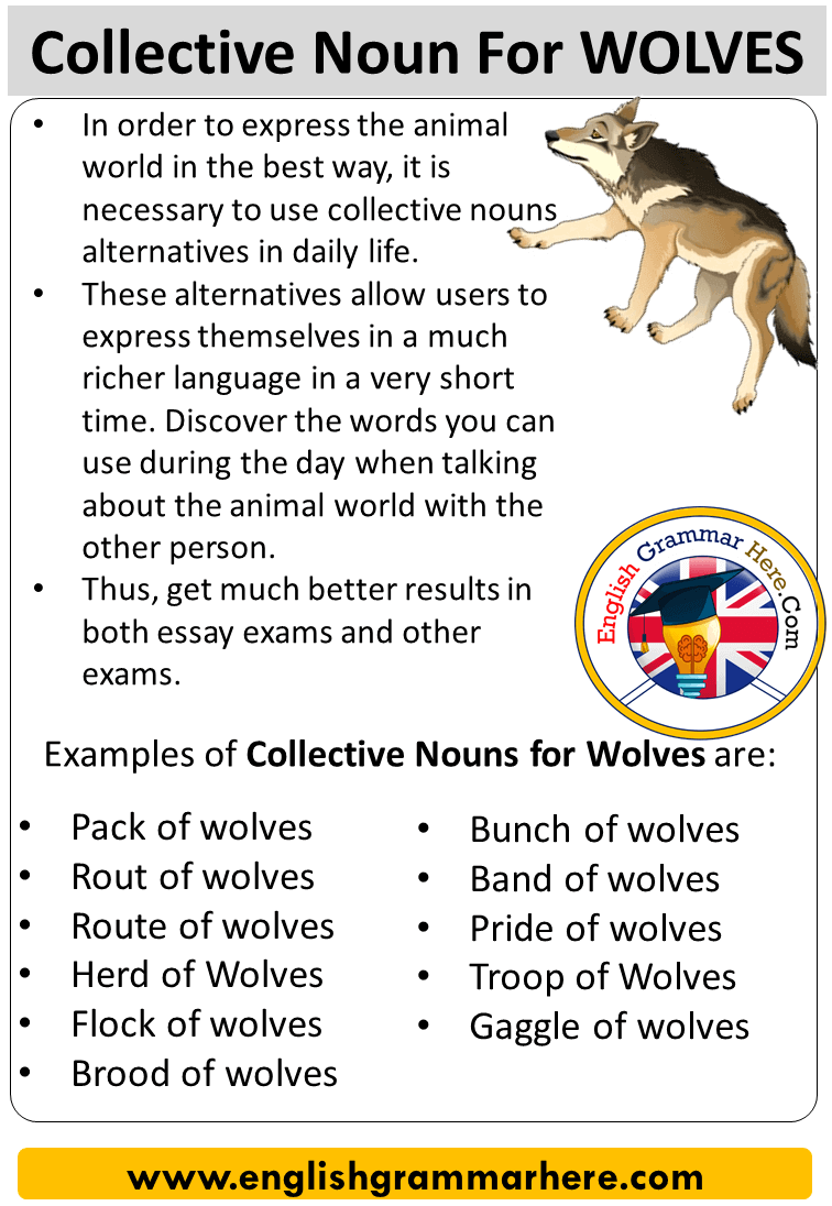 Collective Noun For Wolves, Collective Nouns List Wolves - English Grammar  Here