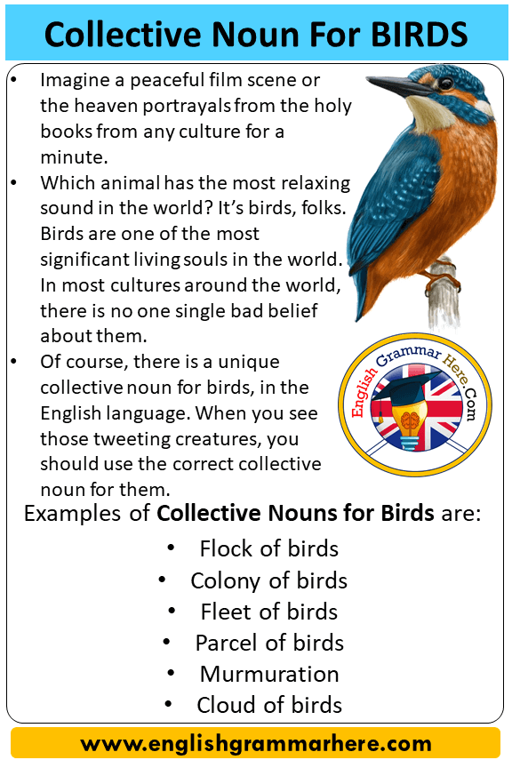 Collective Noun For Birds, Collective Nouns List Birds - English Grammar  Here