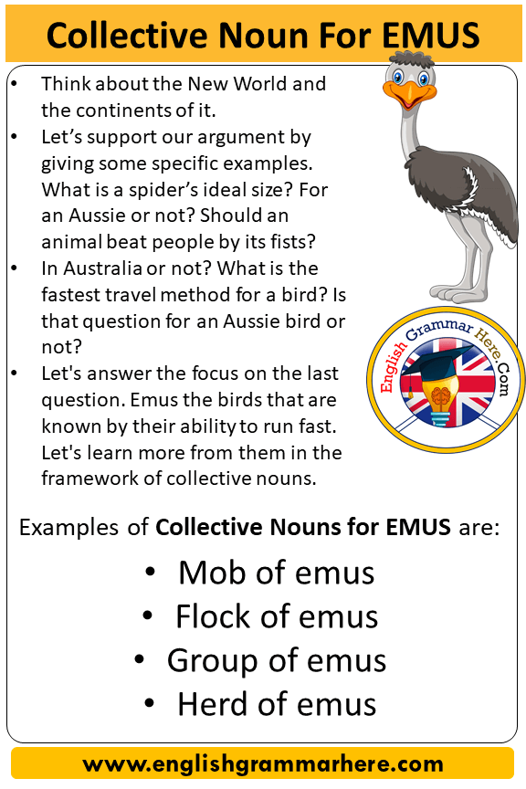 Collective Noun For Emus, Collective Nouns List Emus - English Grammar Here