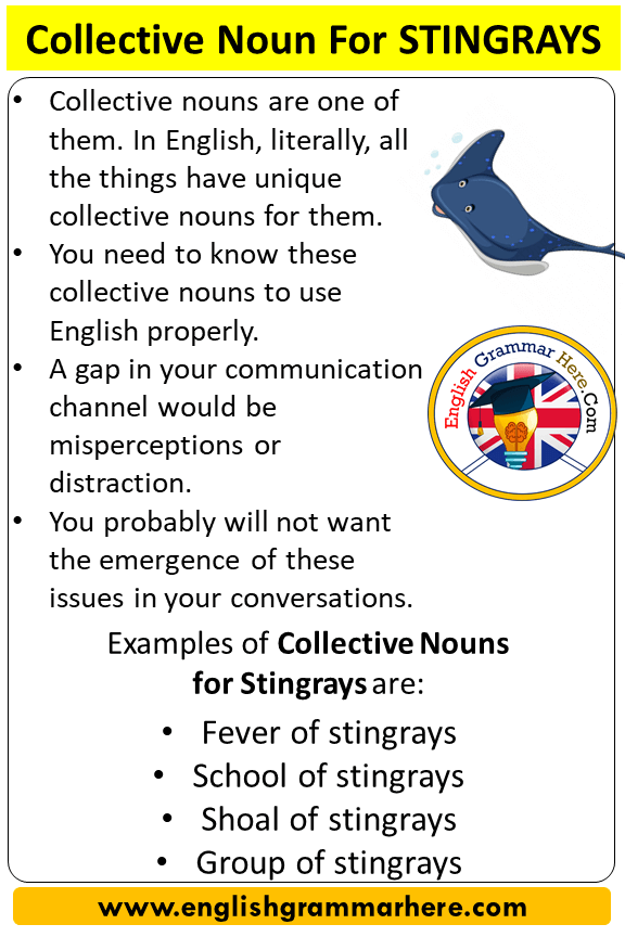 Collective Noun For Stingrays, Collective Nouns List Stingrays - English Grammar Here
