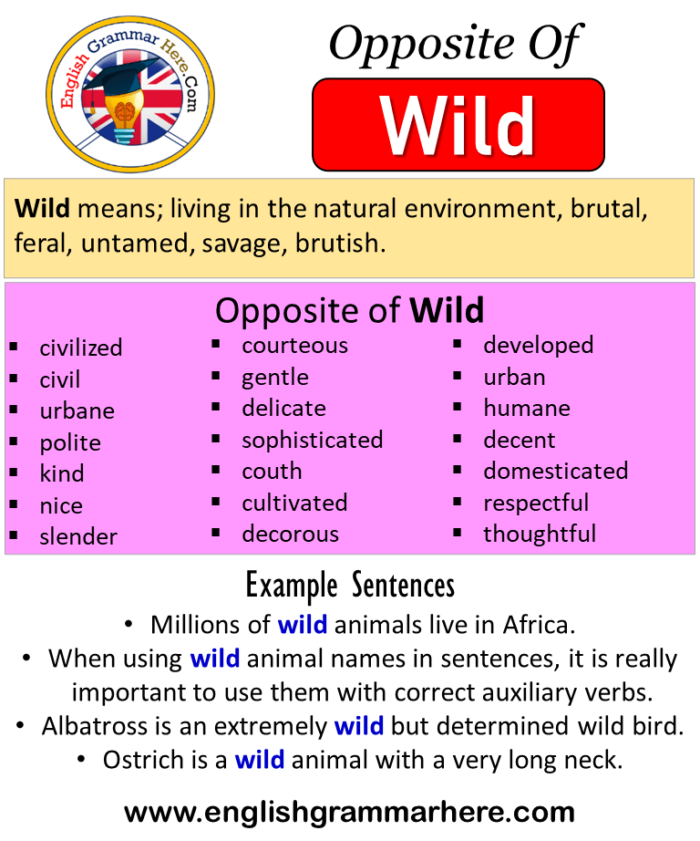 Opposite Of Wild, Antonyms of Wild, Meaning and Example Sentences - English  Grammar Here