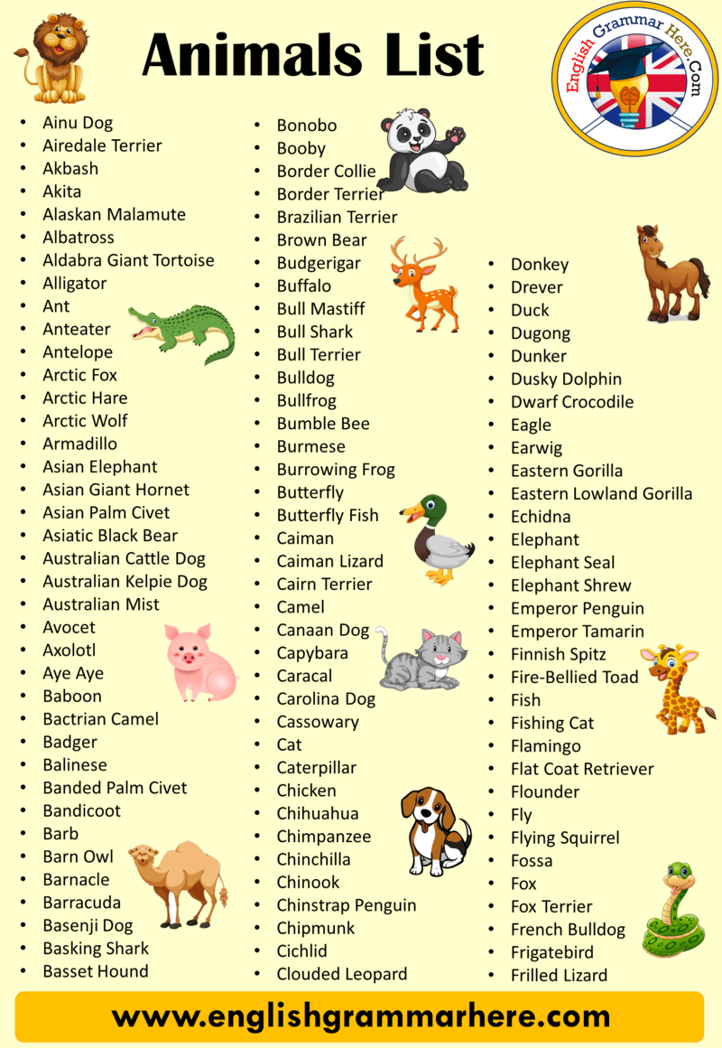 30 animals name, Detailed Animals Names List English Grammar Here