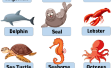 50 water animals name with pictures - English Grammar Here