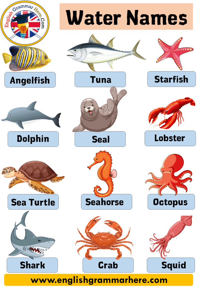 50 water animals name with pictures - English Grammar Here