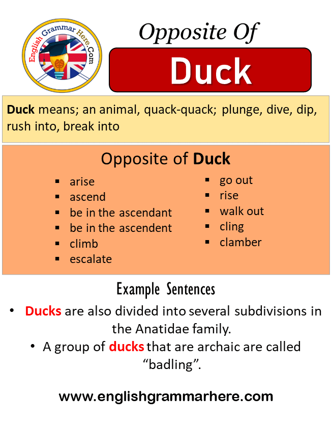 Opposite Of Duck, Antonyms of Duck, Meaning and Example Sentences - English  Grammar Here