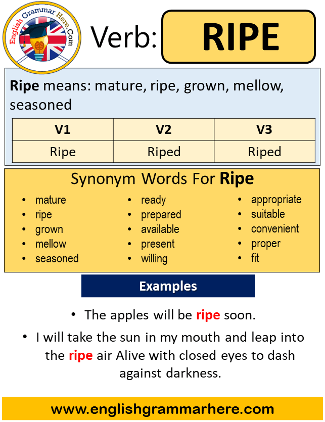 Ripe Past Simple in English, Simple Past Tense of Ripe, Past Participle, V1 V2 V3 Form Of Ripe