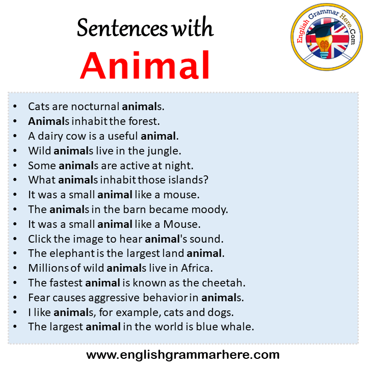 Sentences with Animal, Animal in a Sentence in English, Sentences For Animal  - English Grammar Here