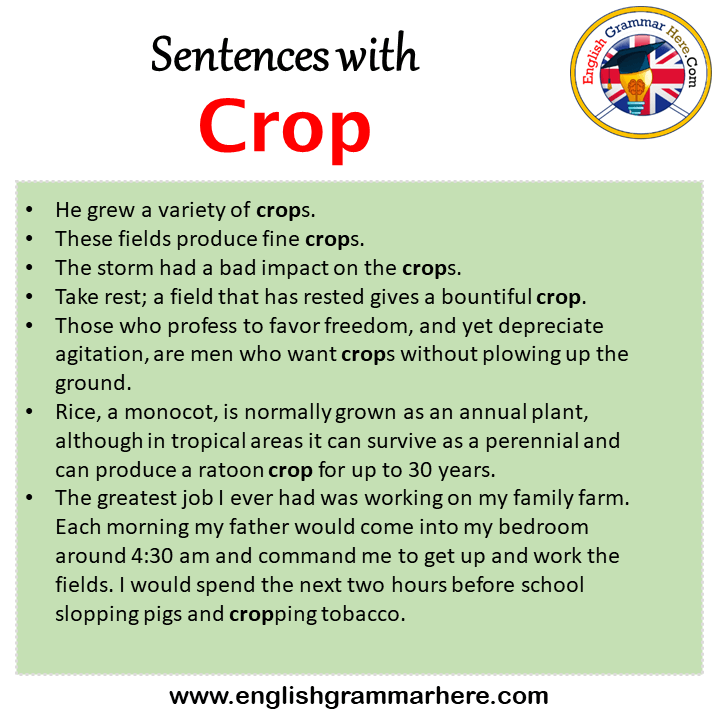 Sentences with Crop, Crop in a Sentence in English, Sentences For Crop