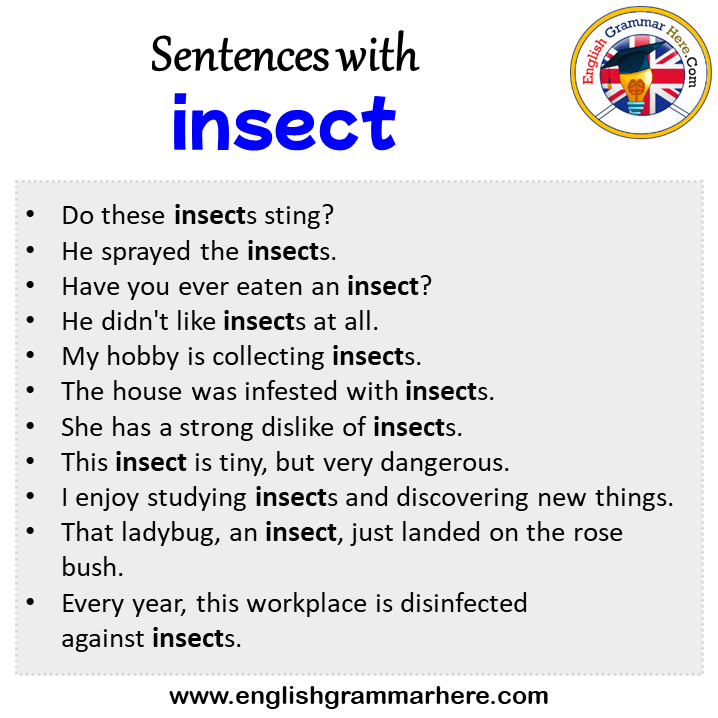 Sentences with insect, insect in a Sentence in English, Sentences For insect