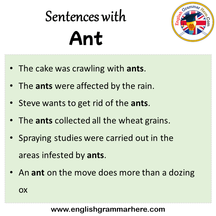 Sentences with Ant, Ant in a Sentence in English, Sentences For Ant