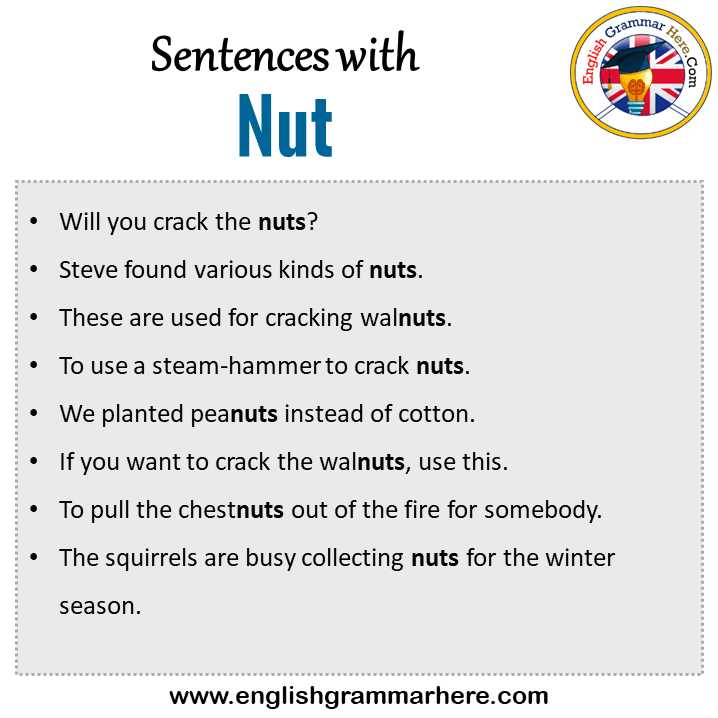 Sentences with Nut, Nut in a Sentence in English, Sentences For Nut